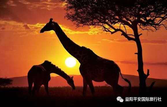 發現非洲體驗之旅肯尼亞10游